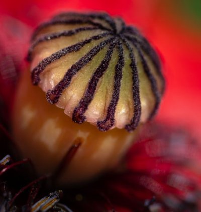 תמונה ראשונה